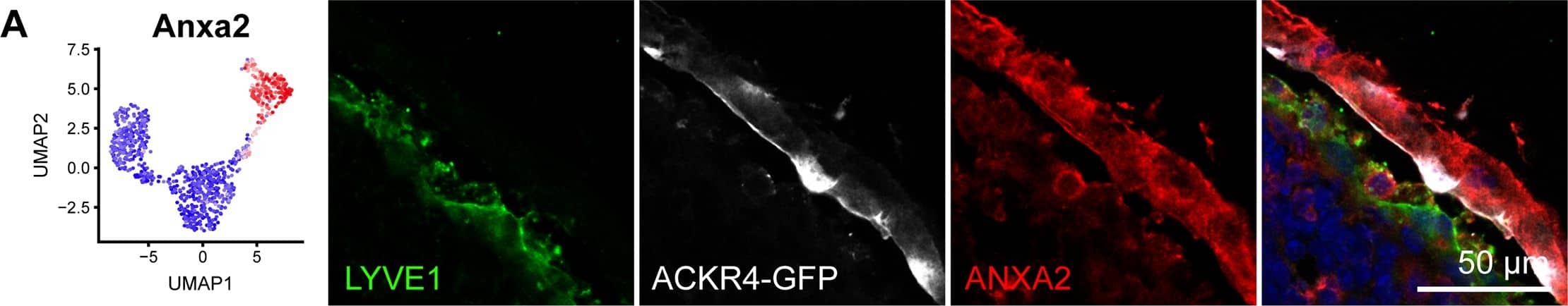 LYVE-1 Antibody (ALY7) - BSA Free
