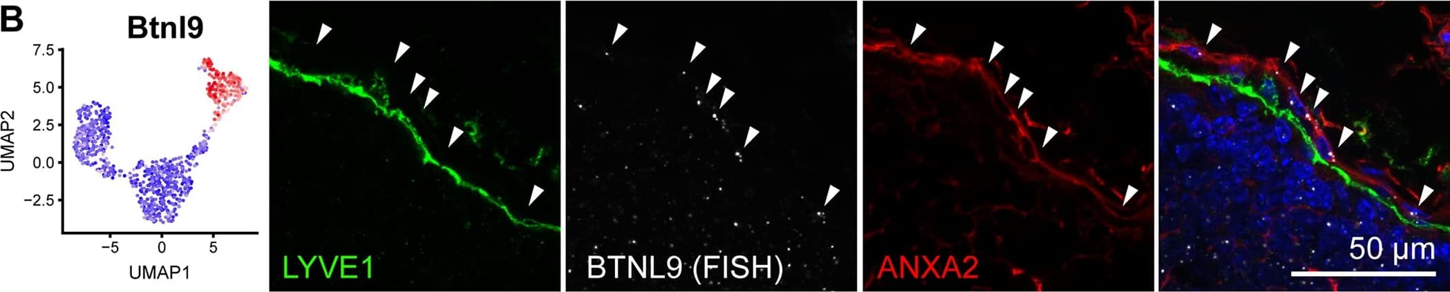 LYVE-1 Antibody (ALY7) - BSA Free