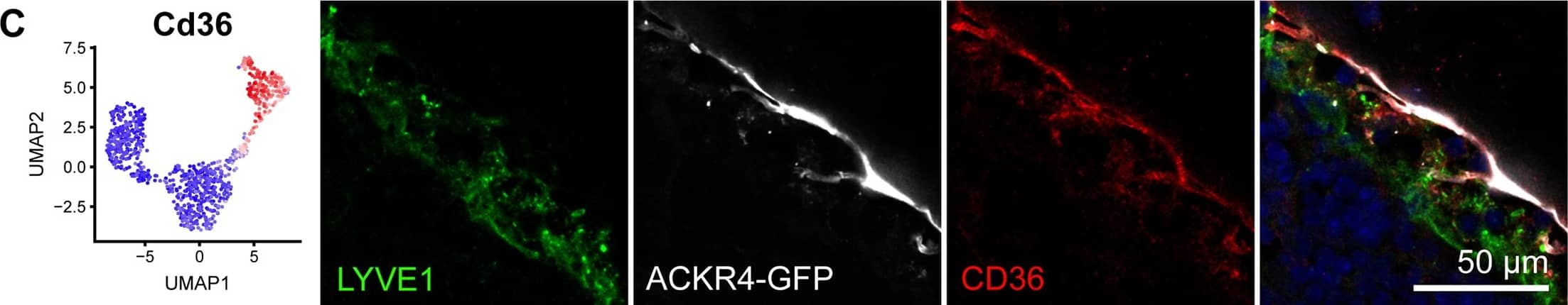 LYVE-1 Antibody (ALY7) - BSA Free