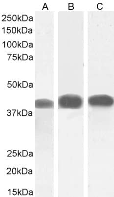 ACAT1 Antibody