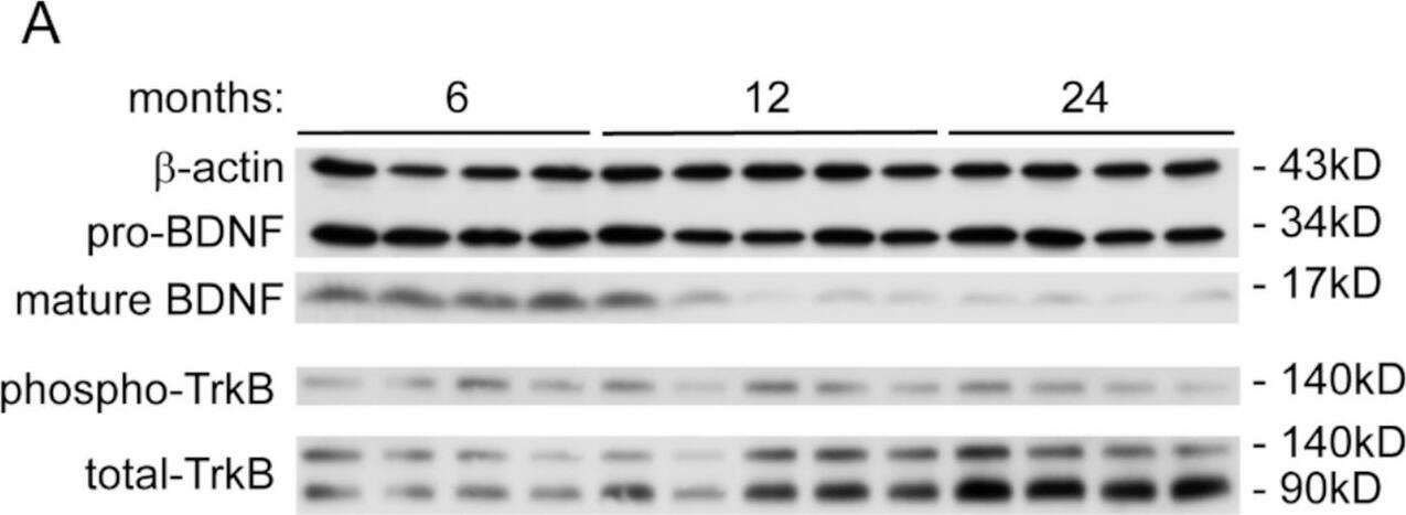 BDNF Antibody