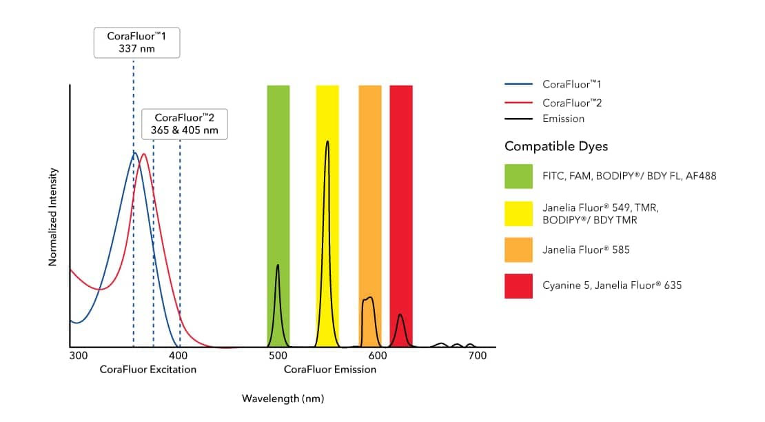 ARHGEF1 Antibody [CoraFluor™ 1]