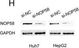 NOP58 Antibody