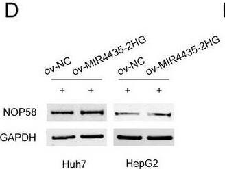 NOP58 Antibody