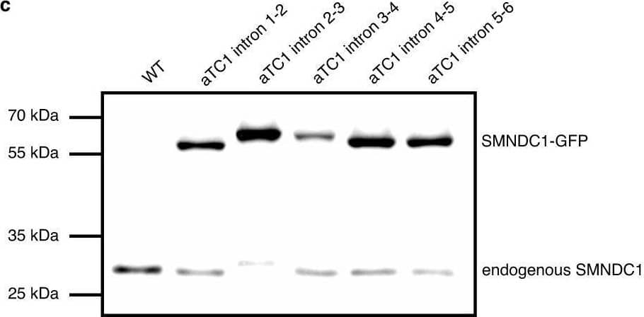 SMNDC1 Antibody - BSA Free