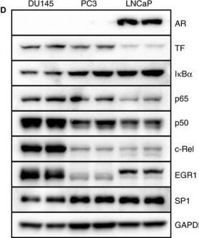 GAPDH Antibody (1A10) - BSA Free