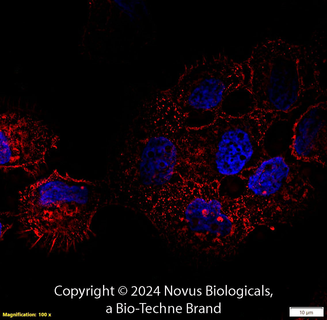 CD44 Antibody (8E2F3) [Biotin]