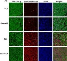 GSK-3 beta Antibody (3D10) - BSA Free