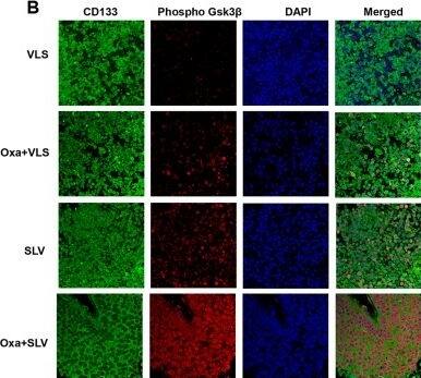 GSK-3 beta Antibody (3D10) - BSA Free