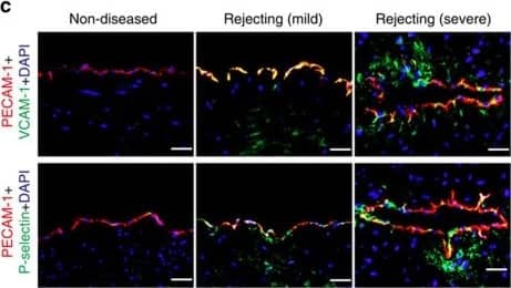 VCAM-1/CD106 Antibody (6G9) - BSA Free