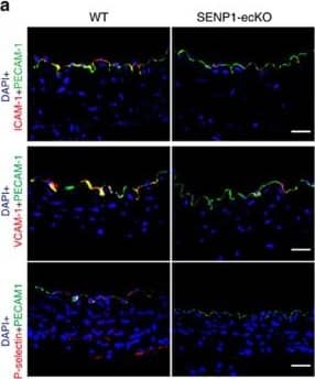 VCAM-1/CD106 Antibody (6G9) - BSA Free