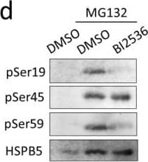 AlphaB Crystallin/CRYAB Antibody (OTI6A9)