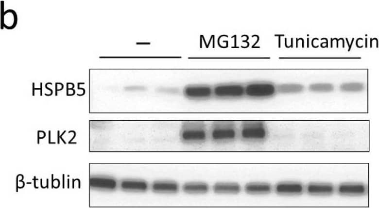 AlphaB Crystallin/CRYAB Antibody (OTI6A9)