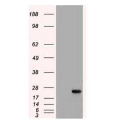 IL-6 Antibody (OTI3G9)