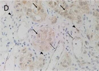OCT4 Antibody (OTI9B7)