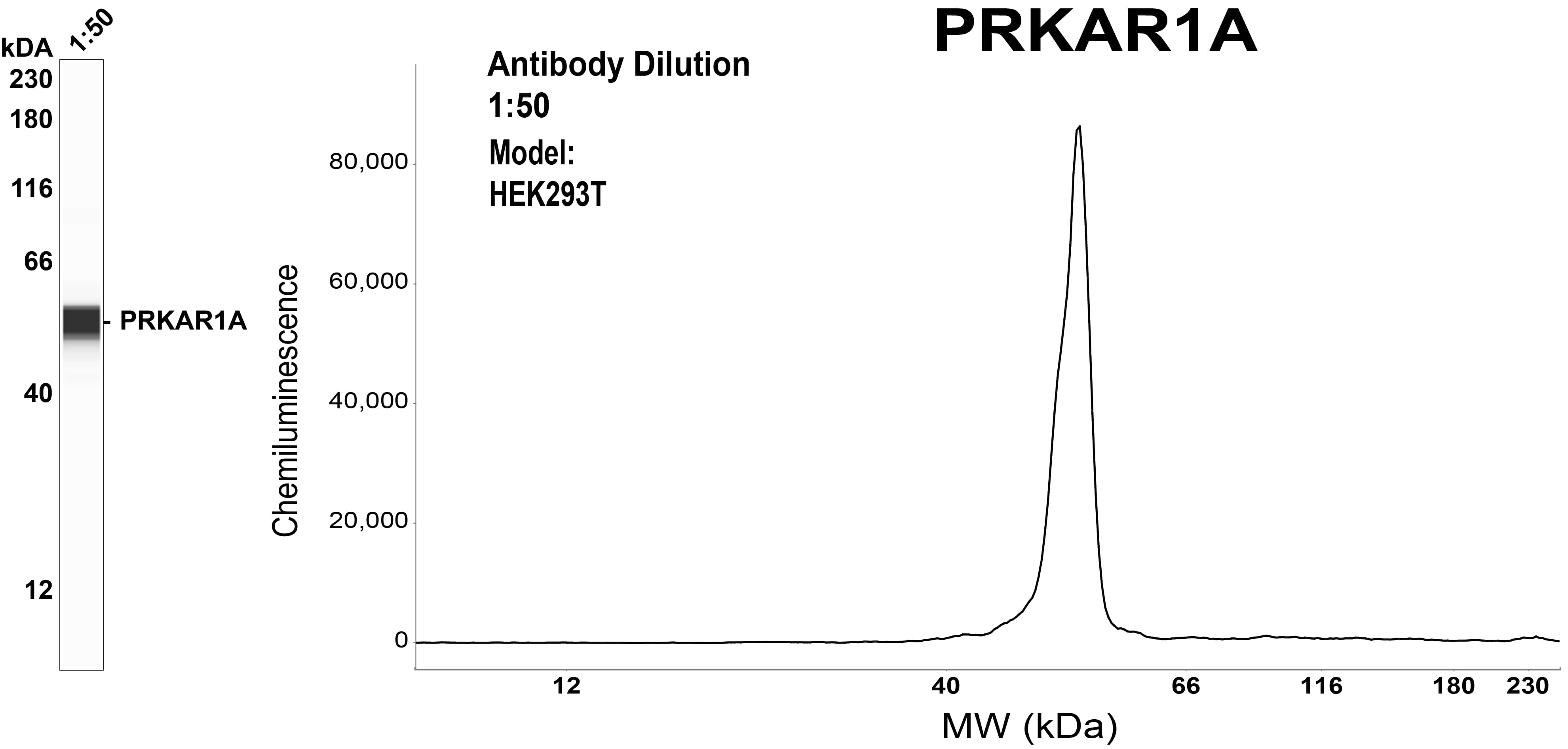 Protein Kinase A regulatory subunit I alpha Antibody (OTI6C7)