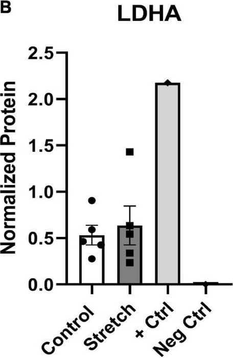 Lactate Dehydrogenase A/LDHA Antibody - BSA Free