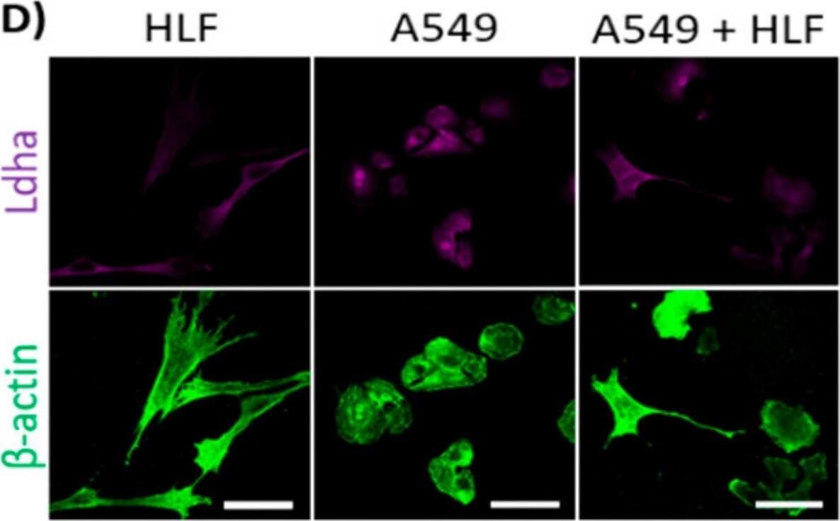 Lactate Dehydrogenase A/LDHA Antibody - BSA Free