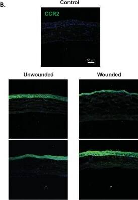 CCR2 Antibody - BSA Free