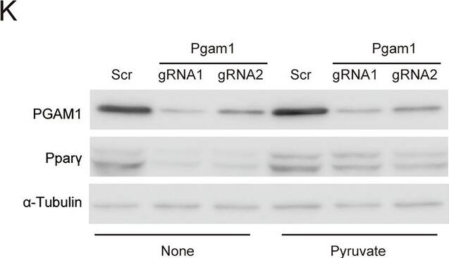 PGAM1 Antibody - BSA Free
