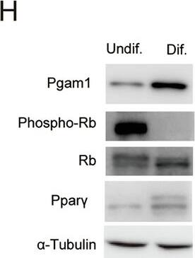 PGAM1 Antibody - BSA Free