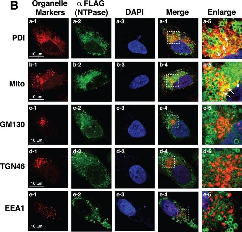 TGN46 Antibody - BSA Free