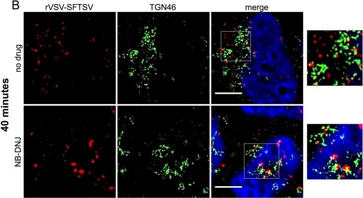TGN46 Antibody - BSA Free