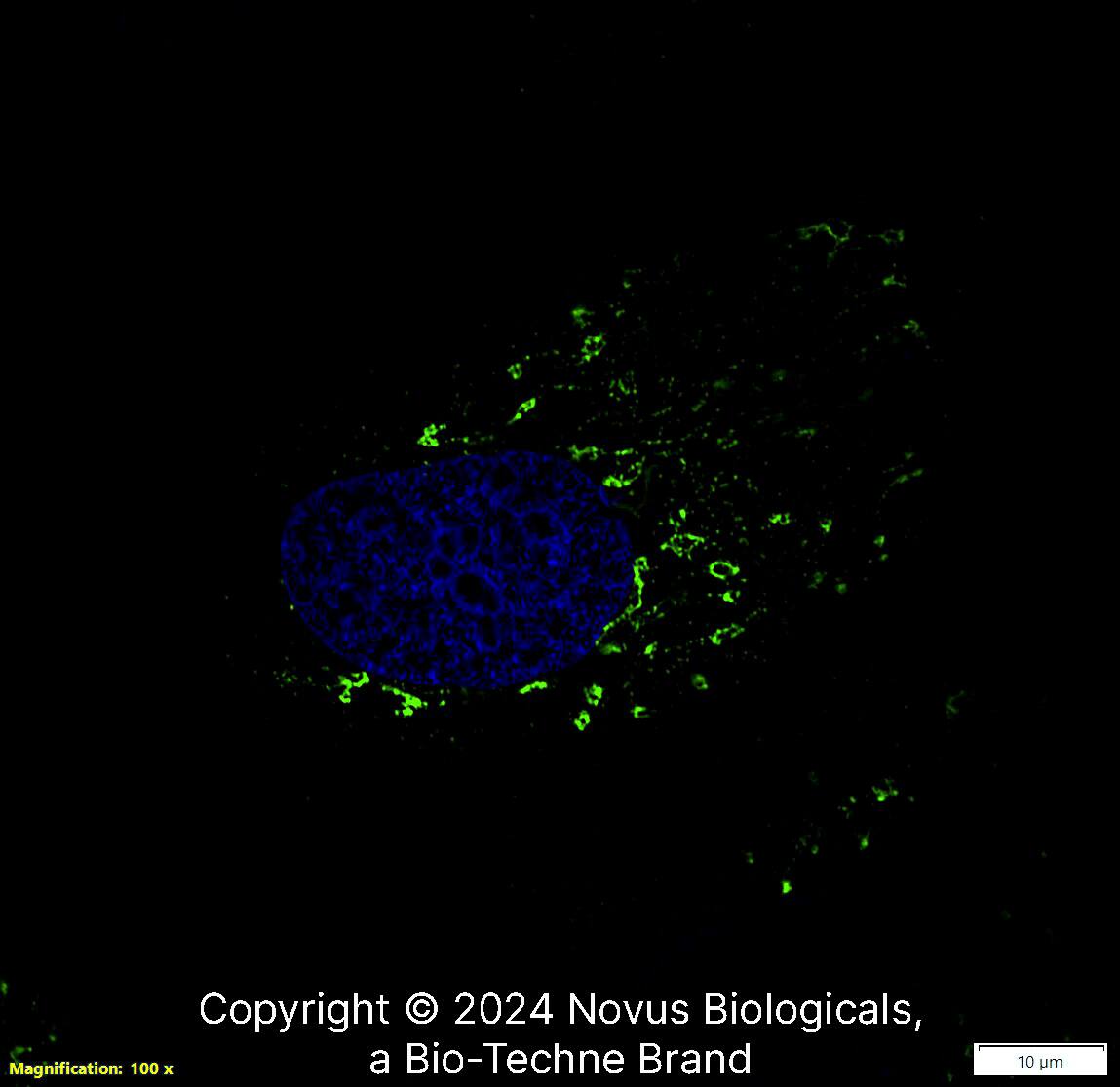 TGN46 Antibody [Alexa Fluor® 488]