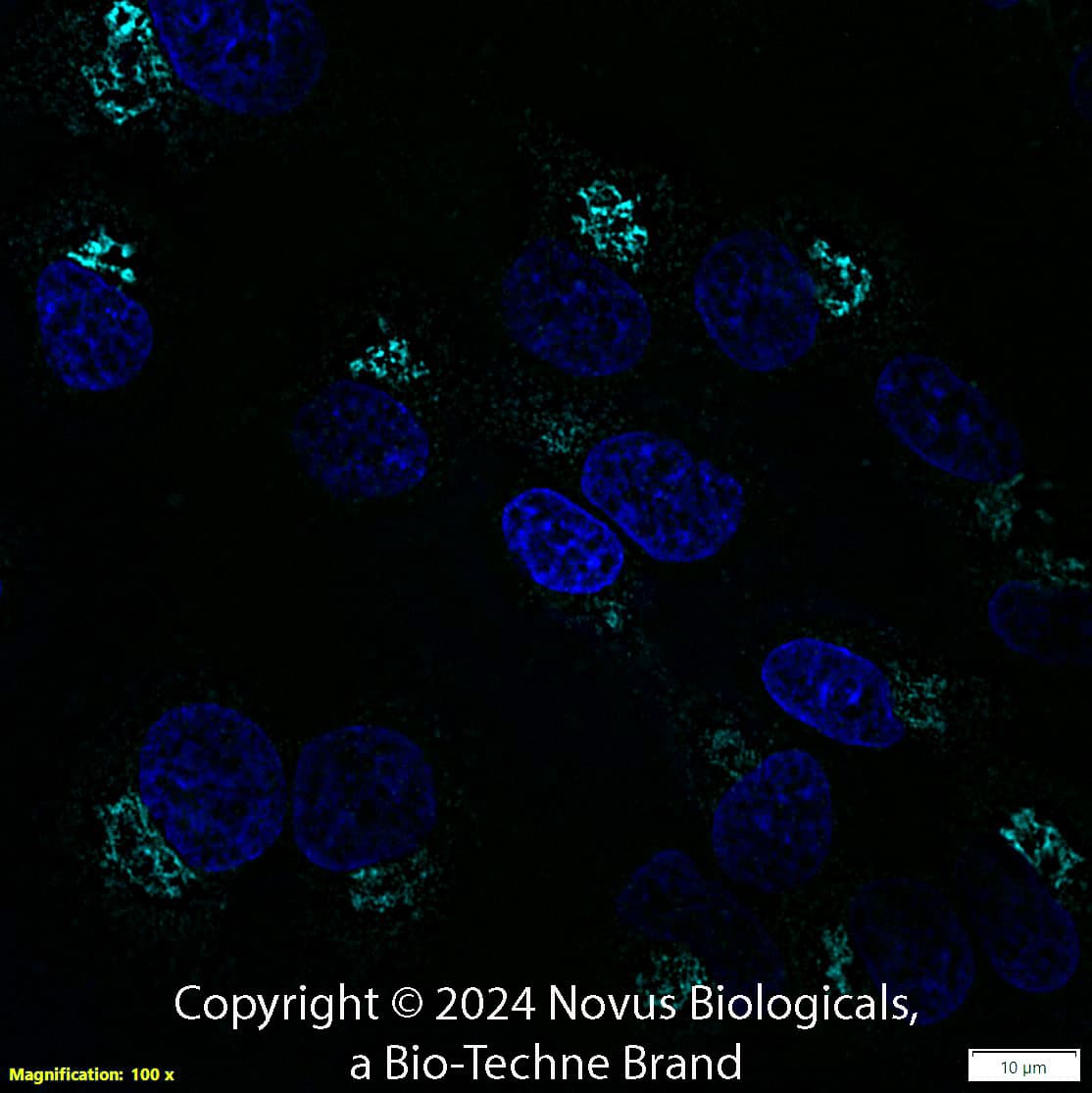 TGN46 Antibody [Alexa Fluor® 647]