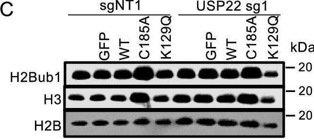 USP22 Antibody - BSA Free