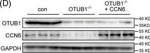 Otubain-1 Antibody