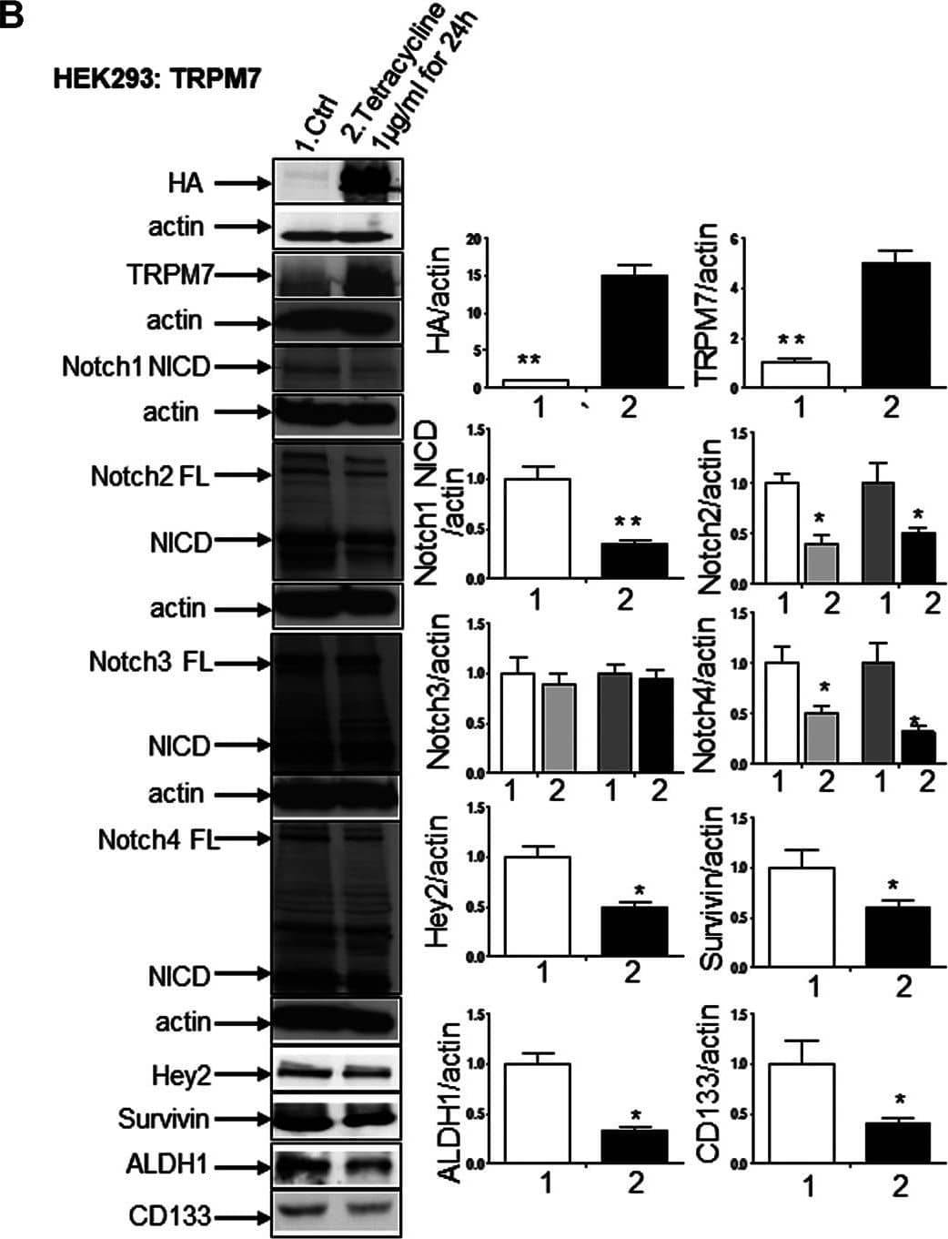 CD133 Antibody - BSA Free