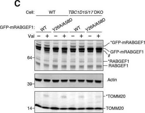 Rabex5 Antibody