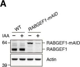 Rabex5 Antibody