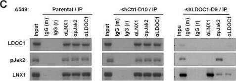 MUPP1 Antibody