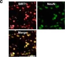 Sirtuin 1/SIRT1 Antibody (1F3) - BSA Free