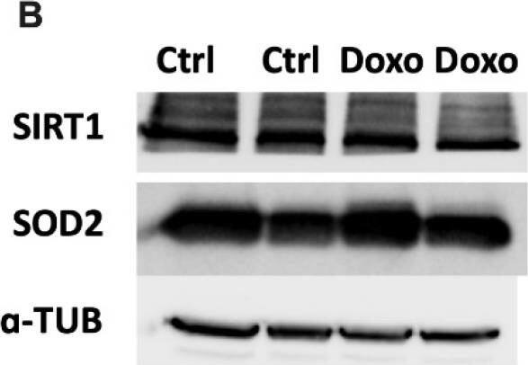Sirtuin 1/SIRT1 Antibody (1F3) - BSA Free