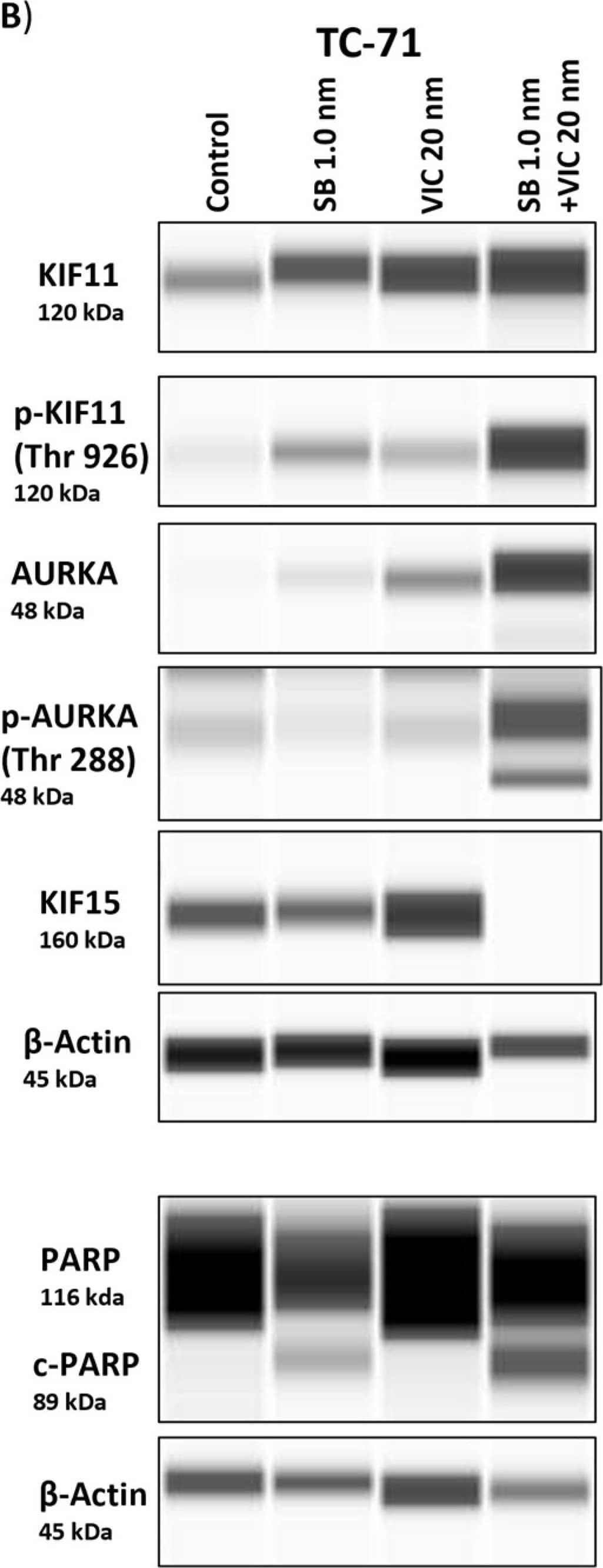 Aurora A Antibody - BSA Free