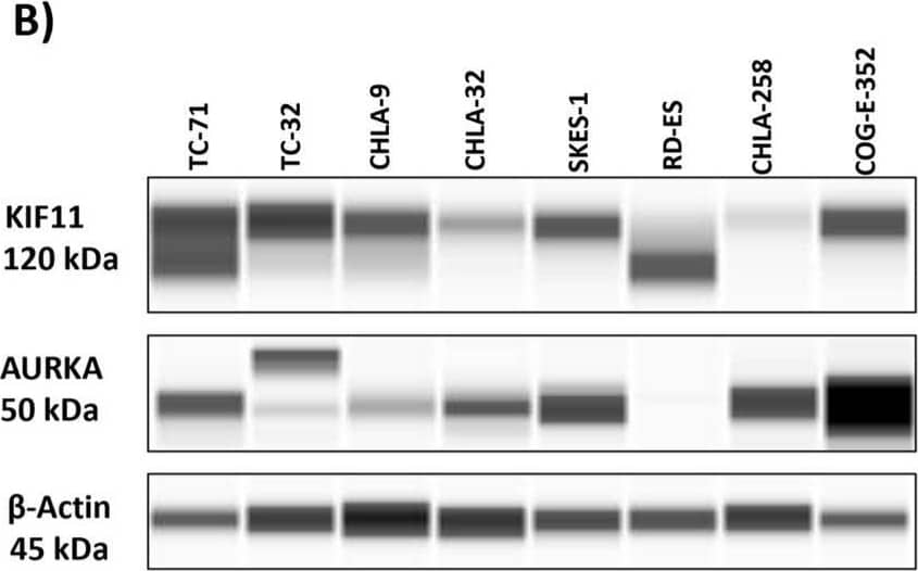 Aurora A Antibody - BSA Free