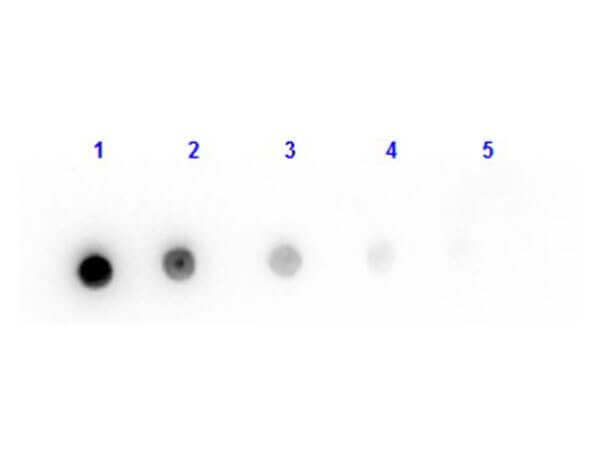 Goat F(ab) anti-Mouse IgG (H+L) Secondary Antibody