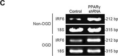 IRF6 Antibody