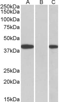 FANCF Antibody