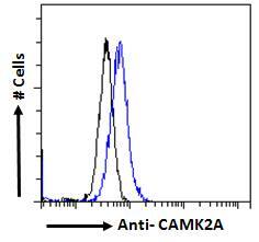 CaM Kinase II alpha Antibody