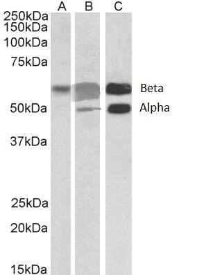 CaM Kinase II alpha Antibody