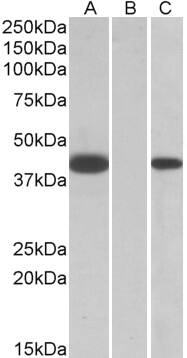 FANCF Antibody