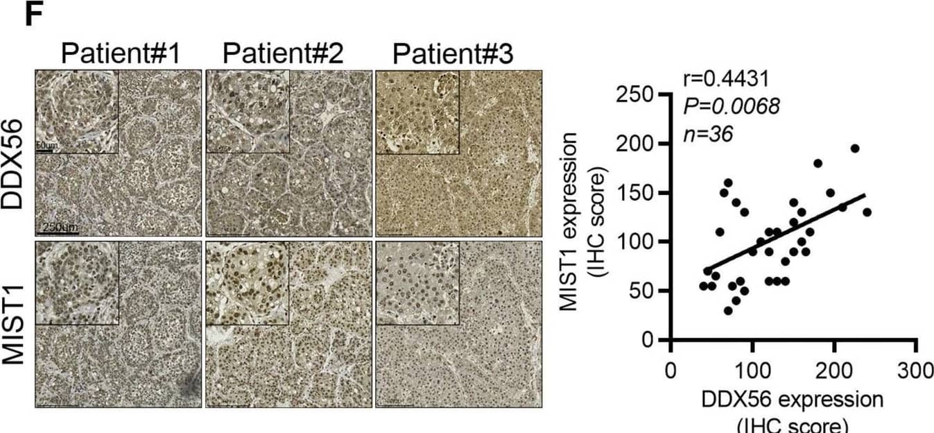 MIST1 Antibody (6E8/A12/C11P1)