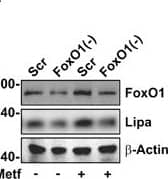 Lipase A Antibody - BSA Free