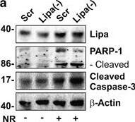 Lipase A Antibody - BSA Free