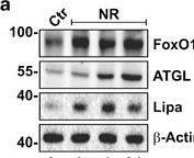 Lipase A Antibody - BSA Free