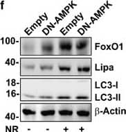 Lipase A Antibody - BSA Free